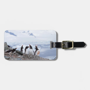 Étiquette À Bagage Pingouins en Antarctique