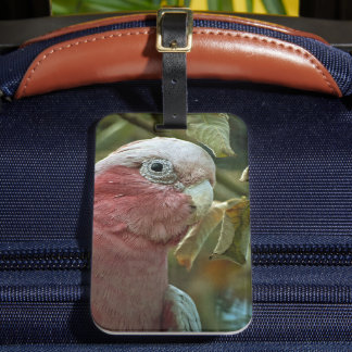Étiquette À Bagage Portrait de Galah Cockatoo Rose Oiseau Australien