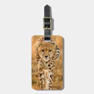 Étiquette À Bagage Portrait de guépard (Acinonyx Jubatus), Maasai
