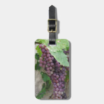 Raisins pourpres sur la vigne