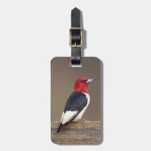 Étiquette À Bagage Red-headed Woodpecker on fence