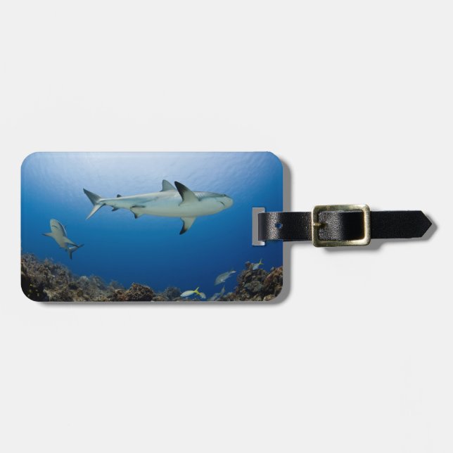 Étiquette À Bagage Requins entourants de l'étiquette des Caraïbes de (Devant horizontal)