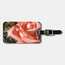 Rose rose pêche