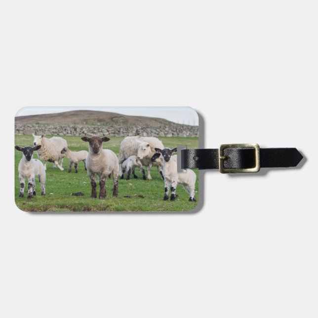 Étiquette À Bagage Shetland Sheep (Devant horizontal)