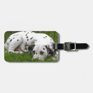 Étiquette À Bagage Sommeil Dalmation s'étendant dans le domaine