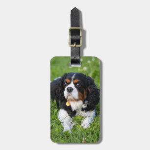 Étiquette À Bagage Tri Color Cavalier King Charles Spaniel Dog