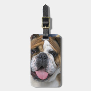 Étiquette À Bagage Un bouledogue anglais en Belgique.