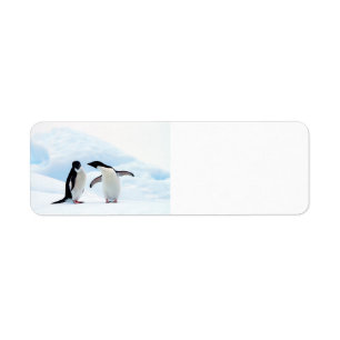 Étiquette Adelie Penguins