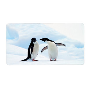 Étiquette Adelie Penguins
