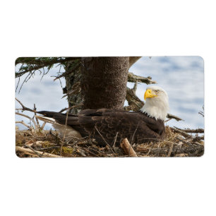 Étiquette Aigle nicheur