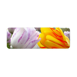 Étiquette Amour de tulipe