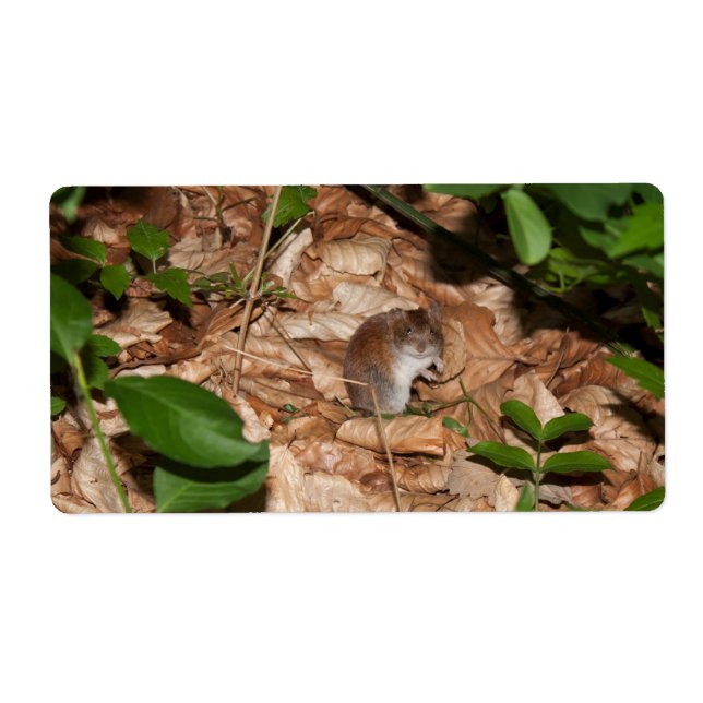 Étiquette Apodemus sylvaticus (Devant)