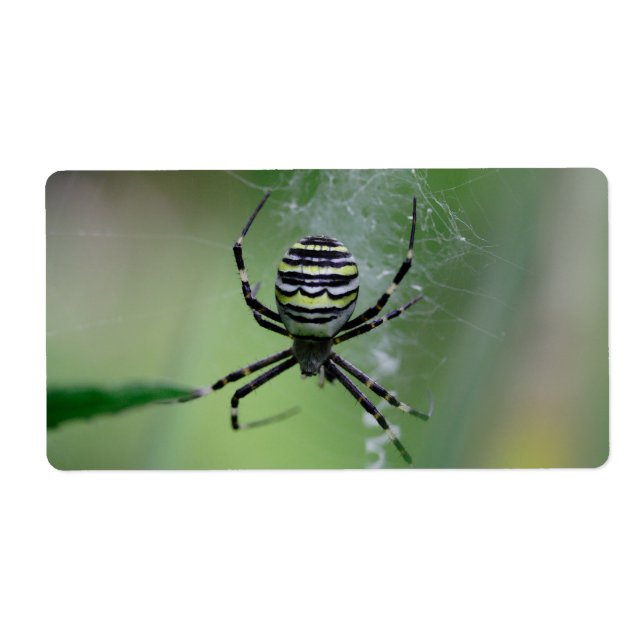 Étiquette Argiope bruennichi (Devant)