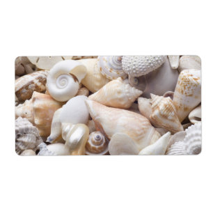 Étiquette Arrière - plan de Shell de mer de la Floride - la