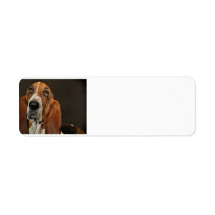 Étiquette bassett hound 2