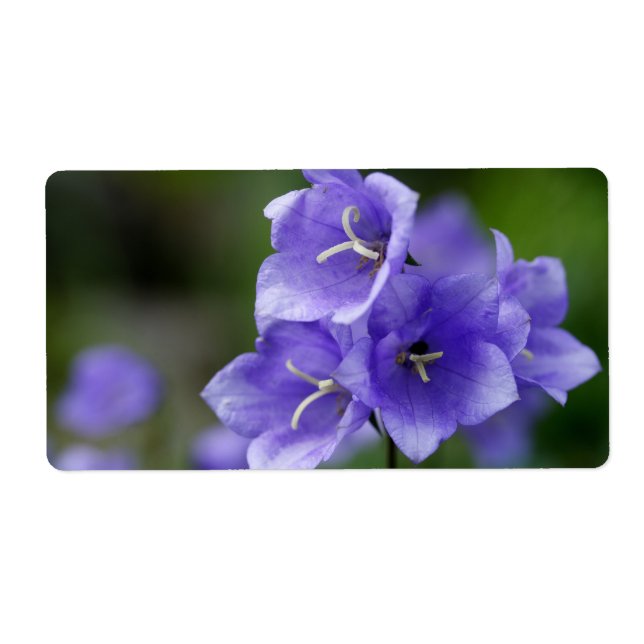 Étiquette Belle Campanula Bellflower (Devant)