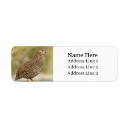 Étiquette Belle Quail Bird Adresse de retour