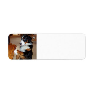 Étiquette bernese-mountain-dog-begging.png