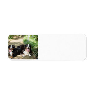 Étiquette bernese mountain dog rust group
