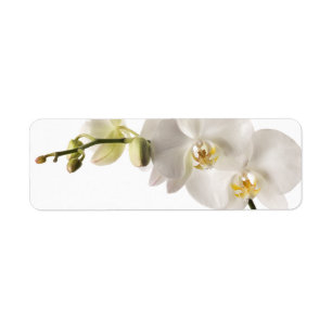 Étiquette Blanc floral de Dendrobium d'orchidée de jet blan