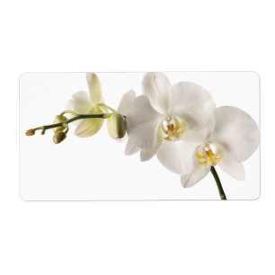 Étiquette Blanc floral de Dendrobium d'orchidée de jet blanc