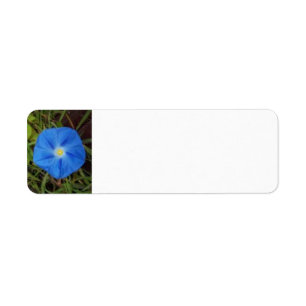 Étiquette bleu de fleur de gloire de matin