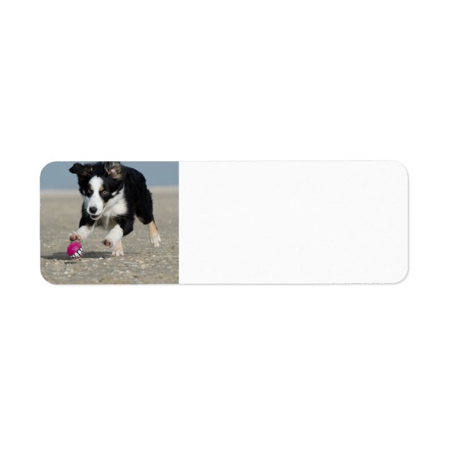 Étiquette bordé collie chiot courant sur la plage avec jouet (Devant)