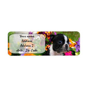 Étiquette Boston Terrier