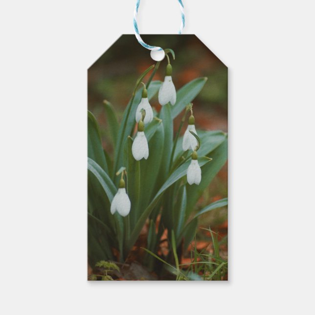 étiquette cadeau snowdrop (Devant)
