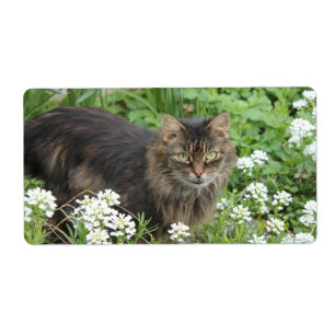 Étiquette Chat domestique à longue aile