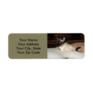 Étiquette Chat siamois élégant