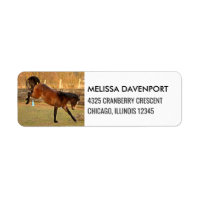 Cheval de Bucking Brown photo Joueur et sauvage