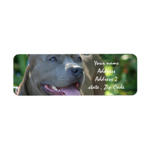 Étiquette Chien de Pitbull