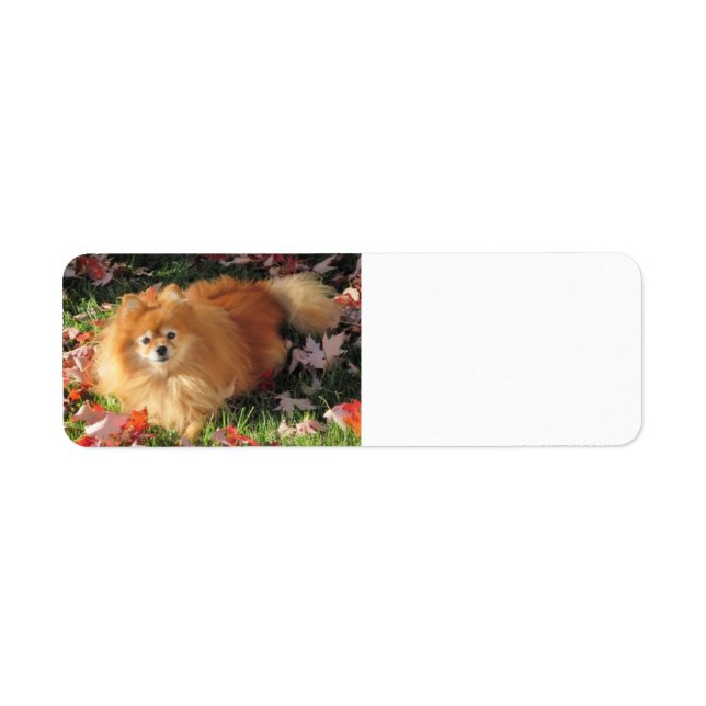 Étiquette Chien de Poméranie Retour Adresse Label Automne (Devant)