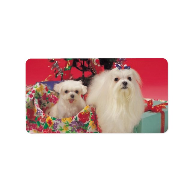 Étiquette Chiens de Noël mignons Chiens Chiens Chiens Étique (Devant)
