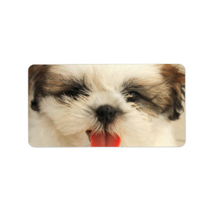 Étiquette Chiot mignon Shih Tzu