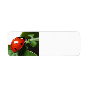 Étiquette Coccinelle