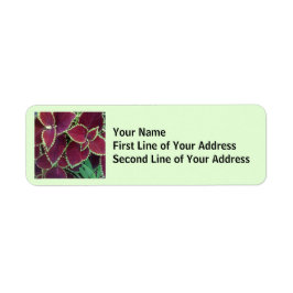 Étiquette Coleus