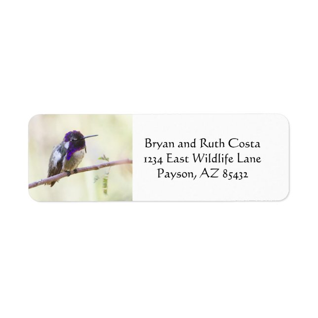 Étiquette Colibri de Costa perché sur une branche (Devant)