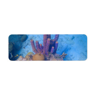 Étiquette Corail tropical