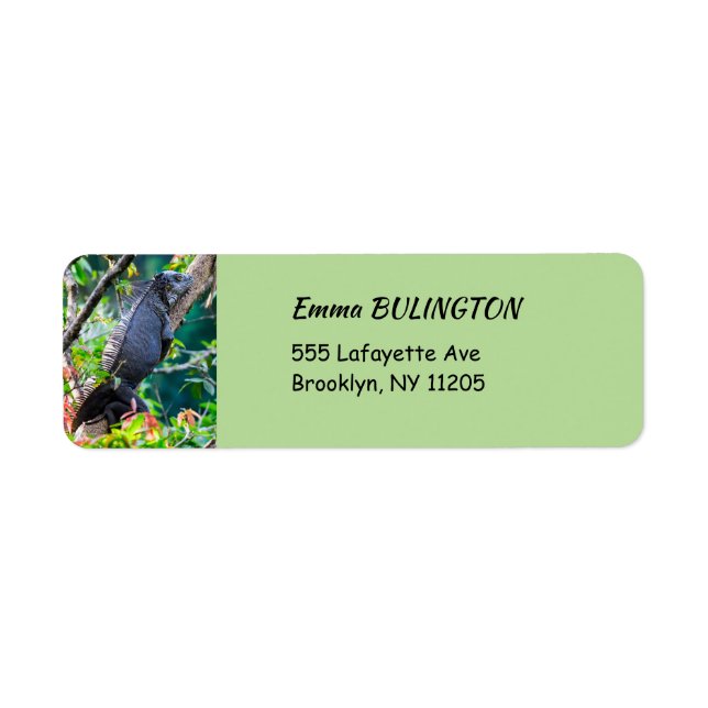 Étiquette Costa Rica, Muelle - Lazy Iguana reposant dans un  (Devant)