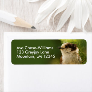 Étiquette Cut Grey Jay Whiskeyjack Songbird in Fir Tree