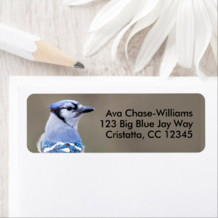 Étiquette Cute Bleu Jay Songbird sur Treestump