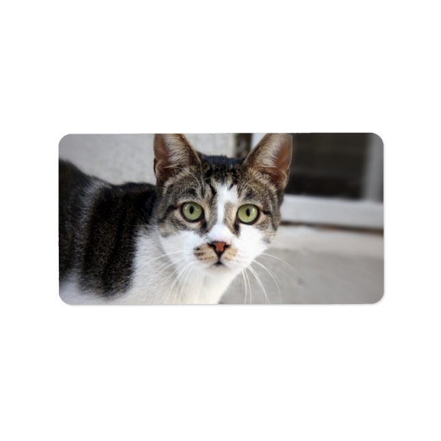 Étiquette d'adresse de chat (Devant)