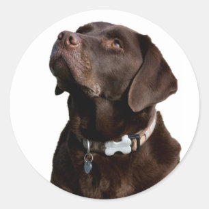 Étiquette d'autocollant Love Black Brown Labrador