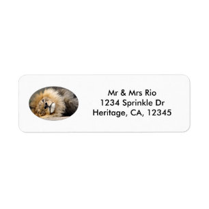 Étiquette de adresse de l'évier Lion endormi