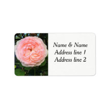 Étiquette de adresse rose