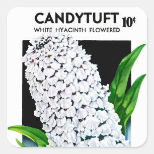 Étiquette de paquets de semences Candytuft