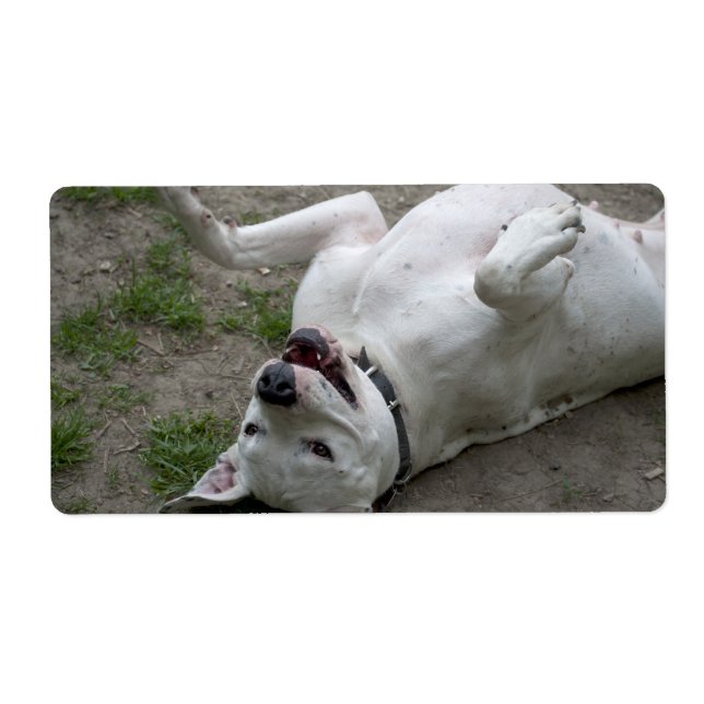 Étiquette Dogo Argentino (Devant)