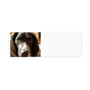 Étiquette english springer spaniel foie.png